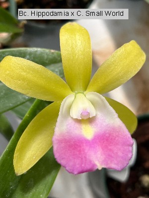 Cattleya 4